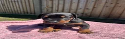 Dobermann dogs for sale: 9 Doberman Puppies- Ready to leave 6th June - Advert 27