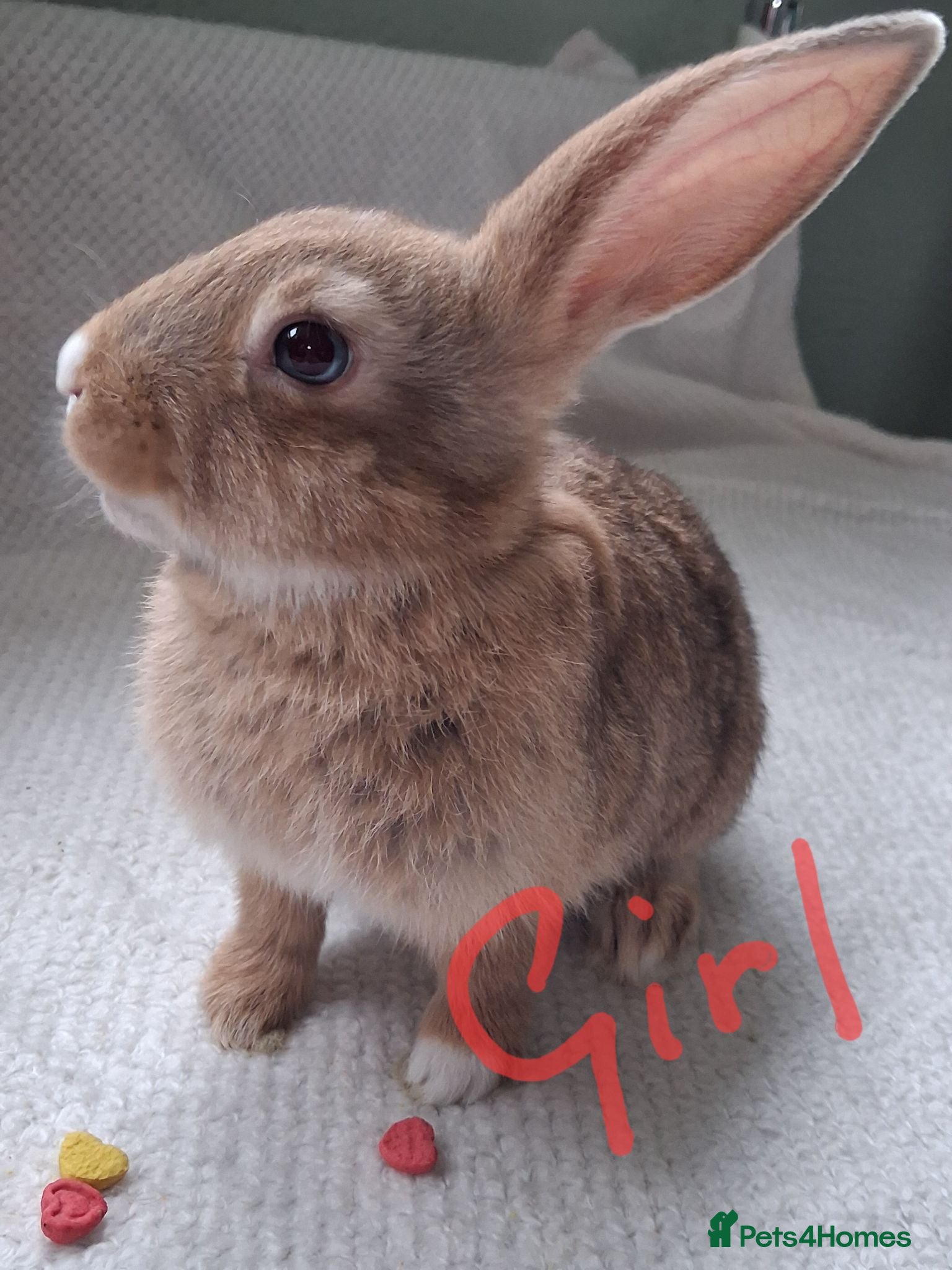 Rex rabbits Bonded pair mini lop x rex - Advert 8