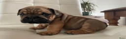 English Bulldog dogs for sale: Quality English bulldogs  - Advert 17
