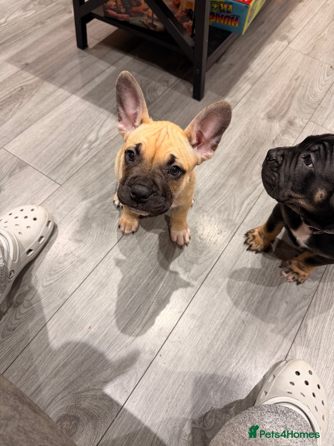 Mixed Breed dogs for sale: American french bully  - Advert 28