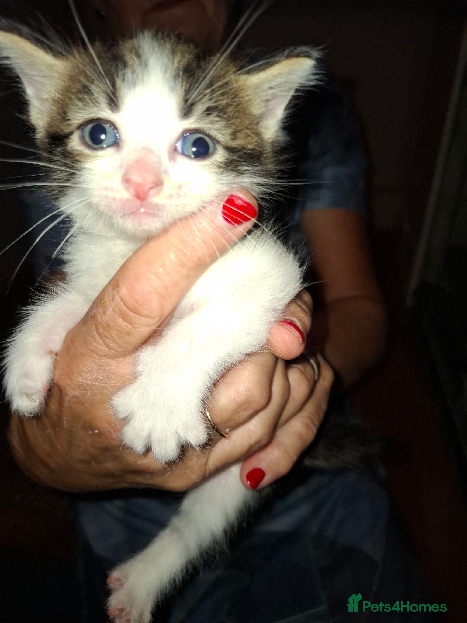 Mixed Breed cats Kittens looking for forever homes  - Advert 11