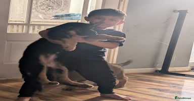 German Shepherd dogs - Advert 2