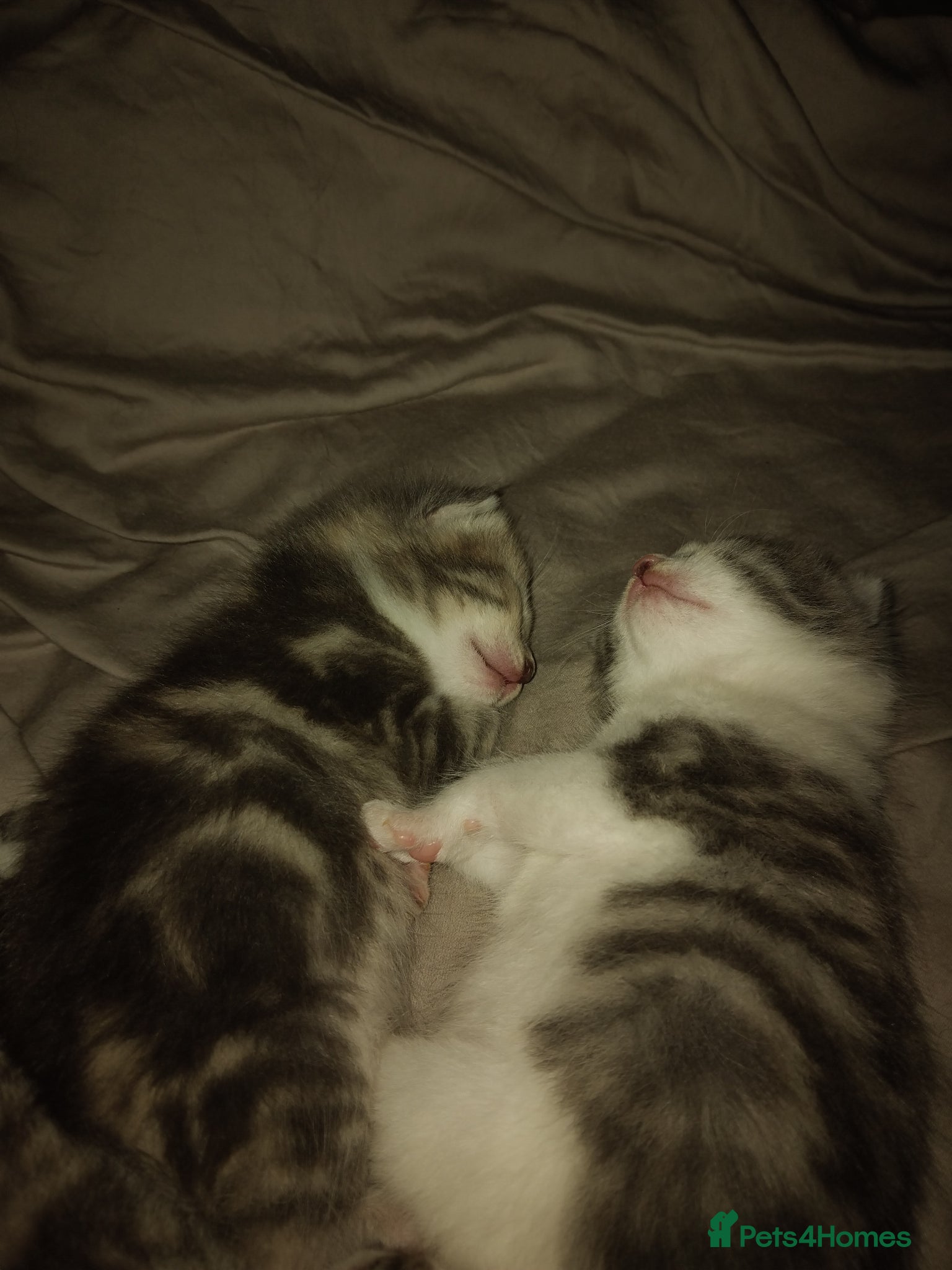 Mixed Breed cats Kittens for sale  - Advert 19