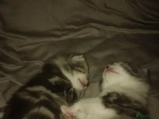 Mixed Breed cats Kittens for sale - Advert 4