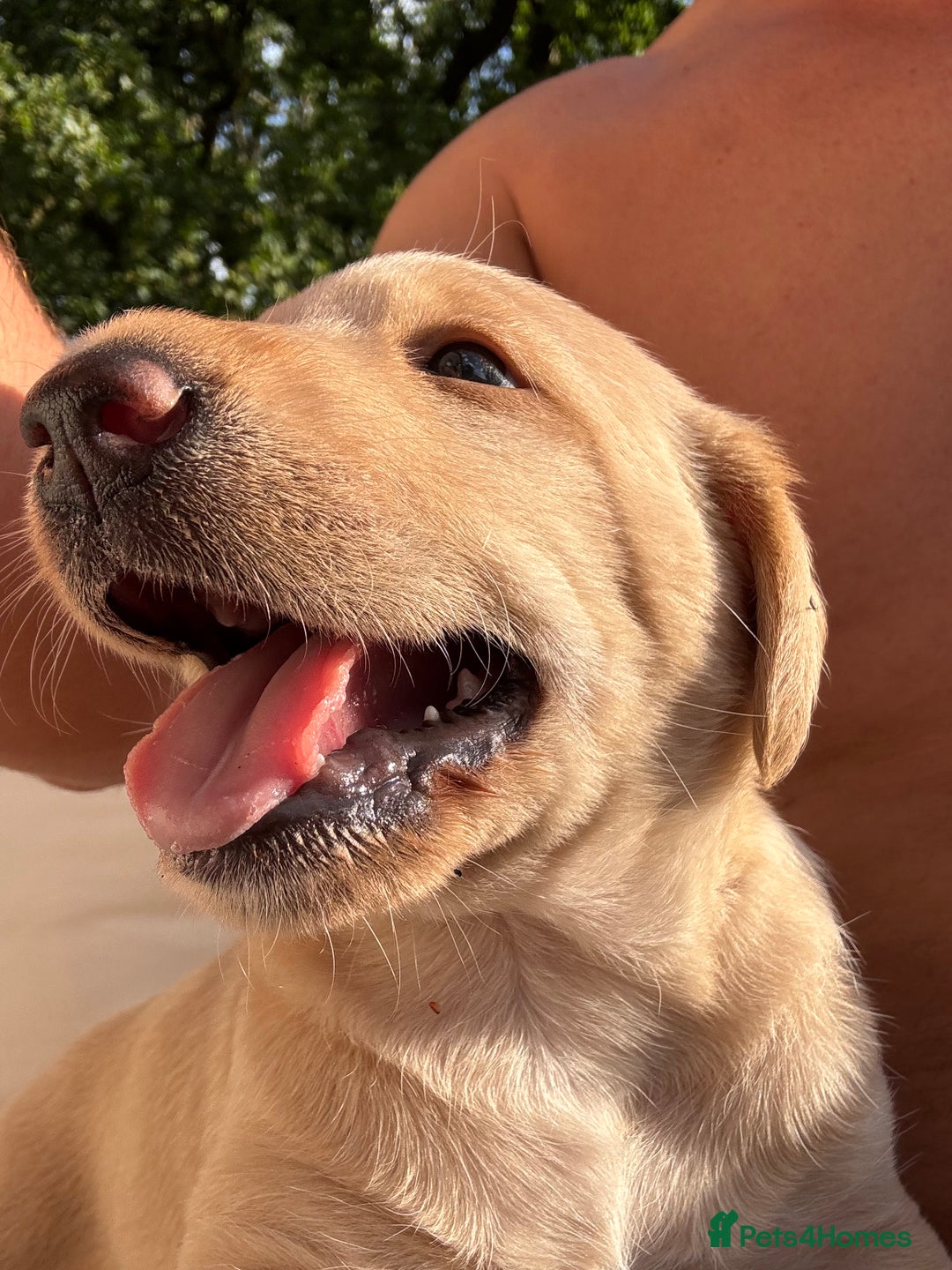 Labradoodle dogs for sale: Labradoodle male puppy - Image 2