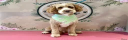 Double Doodle dogs for sale: Gorgeous Australian golden doodle puppies in Swadlincote - Advert 5