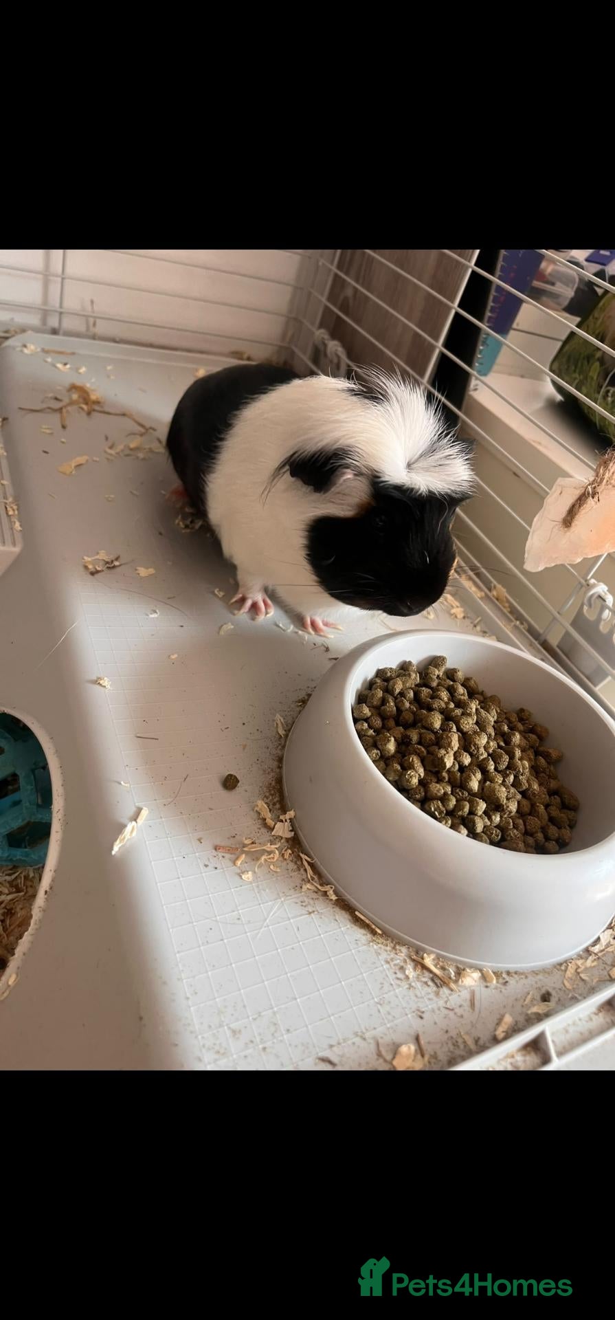 Guinea Pig rodents Two Female Guinea Pigs - full set up. - Advert 5