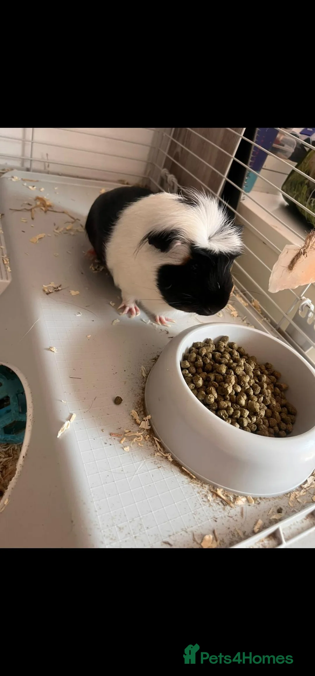 Guinea Pig rodents for sale: Two Female Guinea Pigs - full set up. in Leigh - Advert 1