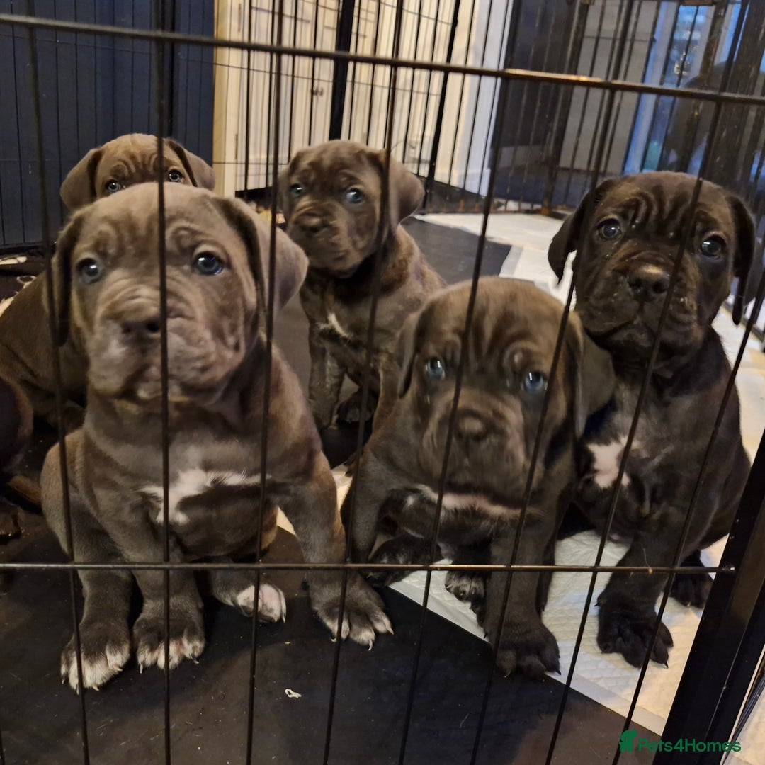 Cane Corso dogs for sale: Exceptional Quality Full Pedigree  - Advert 38