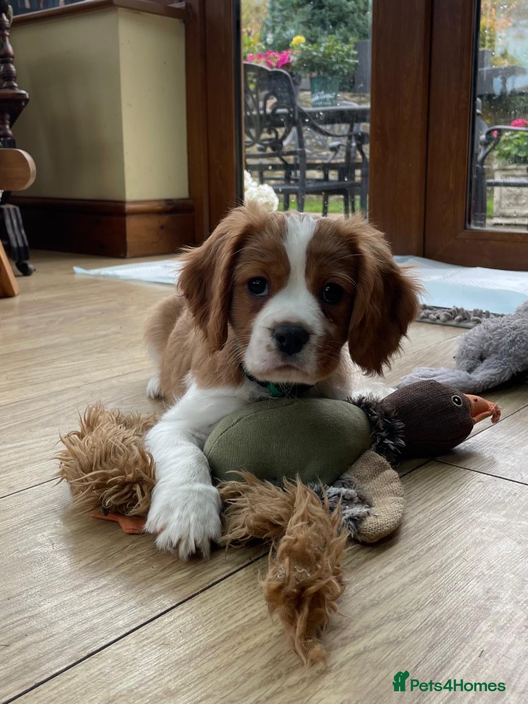 Cavalier King Charles Spaniel dogs for sale: Gorgeous Cavalier king charles puppies for sale - Image 7
