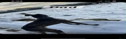 Lurcher dogs for sale: Lurcher Pups Ready To Leave Now - Advert 3