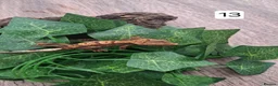 Gecko reptiles for sale: Crested geckos - Advert 25