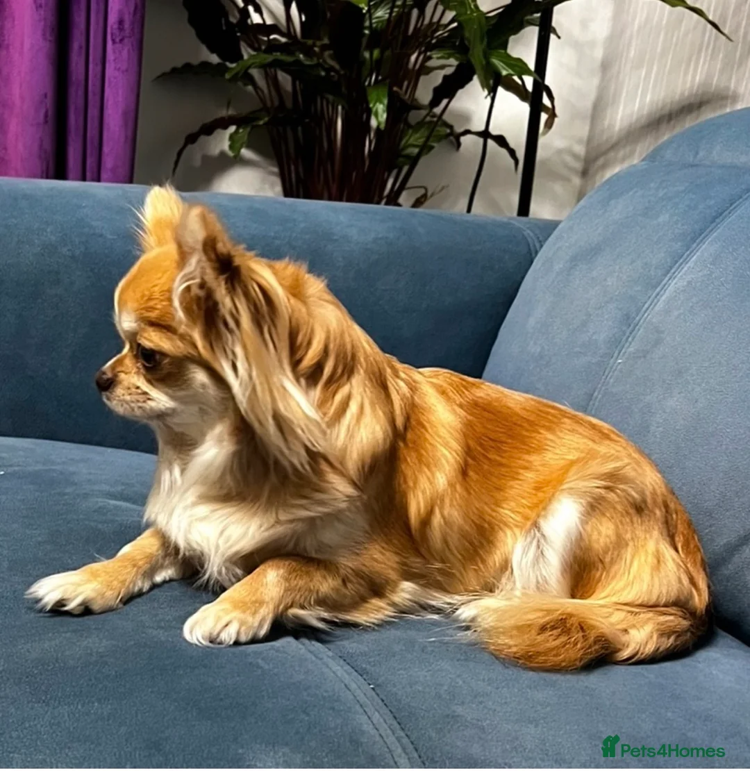 Chihuahua dogs for sale:  Long Coat Chihuahua Puppies - Advert 10