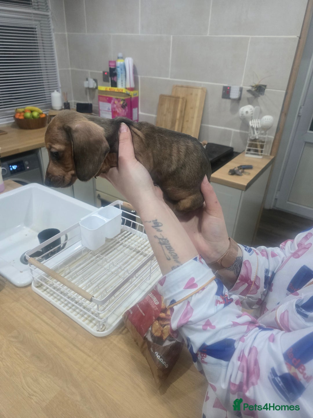 Dachshund dogs for sale: Dachsund puppies for sale  - Advert 14