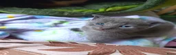 Mixed Breed cats for sale: Beautiful grey female kitten  - Advert 5
