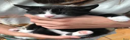 Mixed Breed cats for sale: Adorable Kittens Ready for their Forever Homes - Advert 12