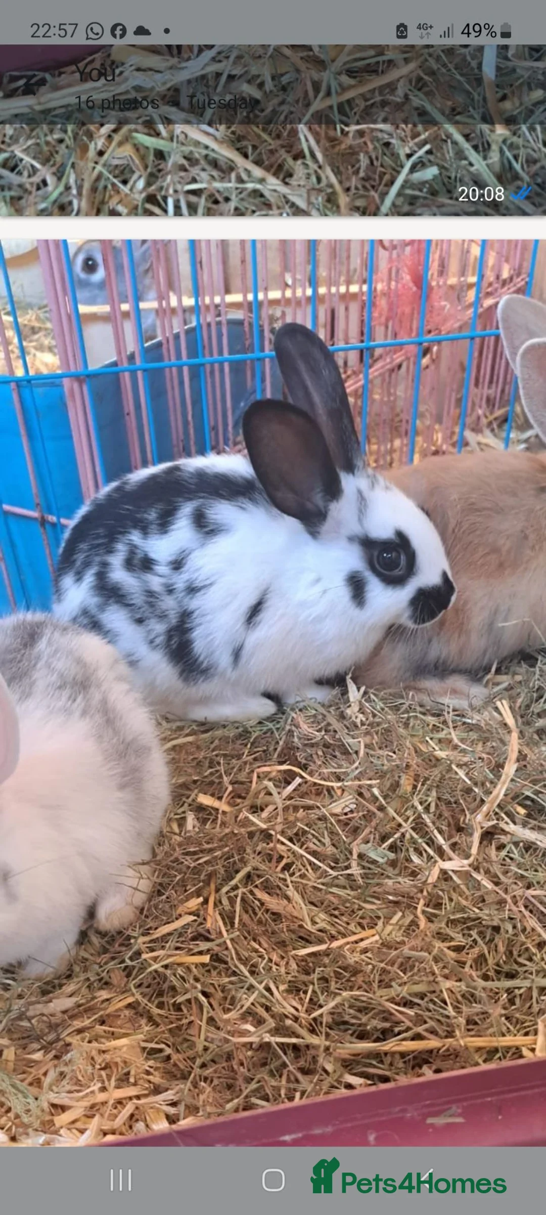 Mixed Breed rabbits for sale: Baby bunnies  in Bridgwater - Advert 1