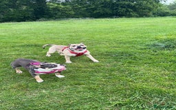 Olde English Bulldogge dogs for sale: Olde English Bulldogge Puppies  - Image 10