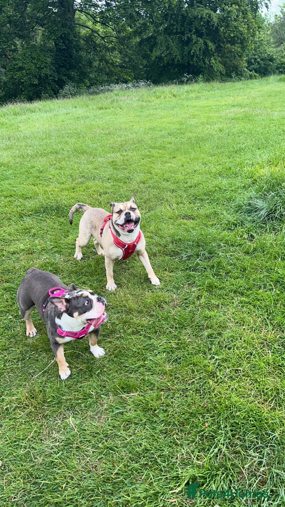 Olde English Bulldogge dogs for sale: Olde English Bulldogge Puppies  - Image 10