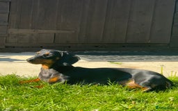 Miniature Dachshund dogs for sale: 🐶🖤STUNNING KC MINIATURE DACHSHUND PUPPIES🖤🐶 - Image 17