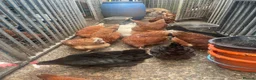 Chickens poultry for sale: Laying Hens For Sale - Advert 6