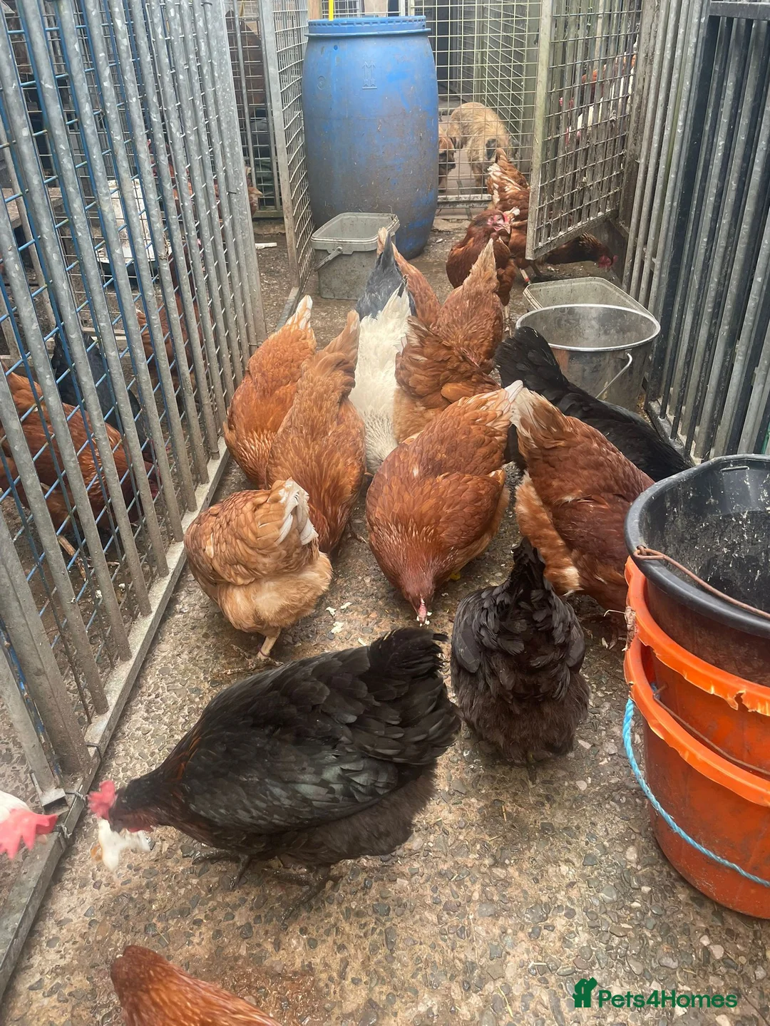 Chickens poultry for sale: Laying Hens For Sale - Advert 6