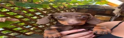 Miniature Dachshund dogs for sale: Miniature dachshund puppies  - Advert 6