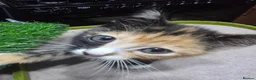 Mixed Breed cats for sale: Polydactyl calico  - Advert 10