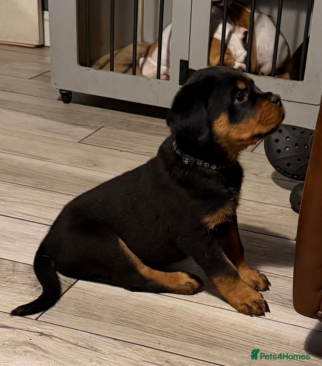 Rottweiler dogs for stud: KC ROTTWEILER FOR STUD  - Advert 5