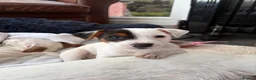 Jack Russell dogs for sale: Beautiful litter of 7 amazing Jack Russel puppies - Advert 6