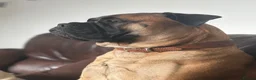 Bullmastiff dogs for sale: Top Quality KC Bullmastiff Bitch ready to go  - Advert 16