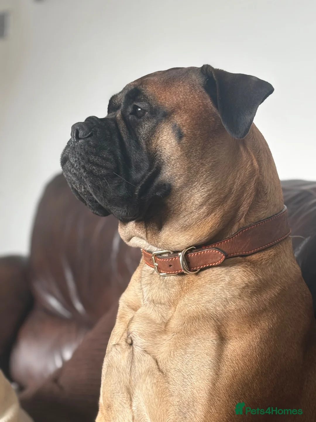 Bullmastiff dogs for sale: Top Quality KC Bullmastiff Bitch ready to go  - Advert 16