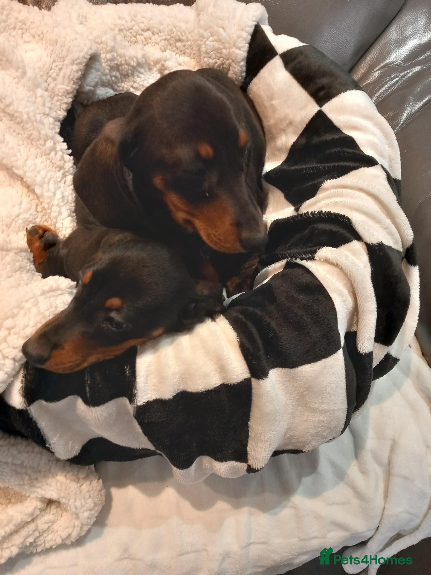Dachshund dogs Dashound - Advert 2