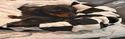 Dachshund dogs for sale: Dashound - Advert 1