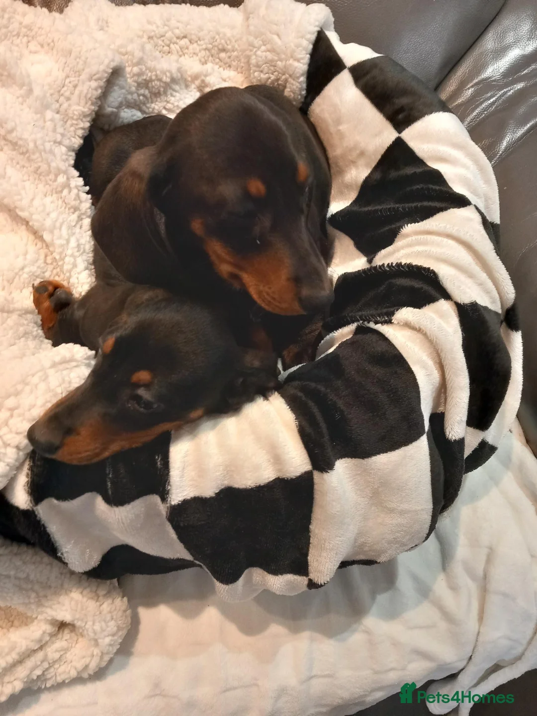 Dachshund dogs for sale: Dashound - Advert 1