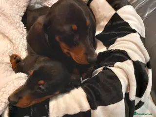 Dachshund dogs Dashound - Advert 2