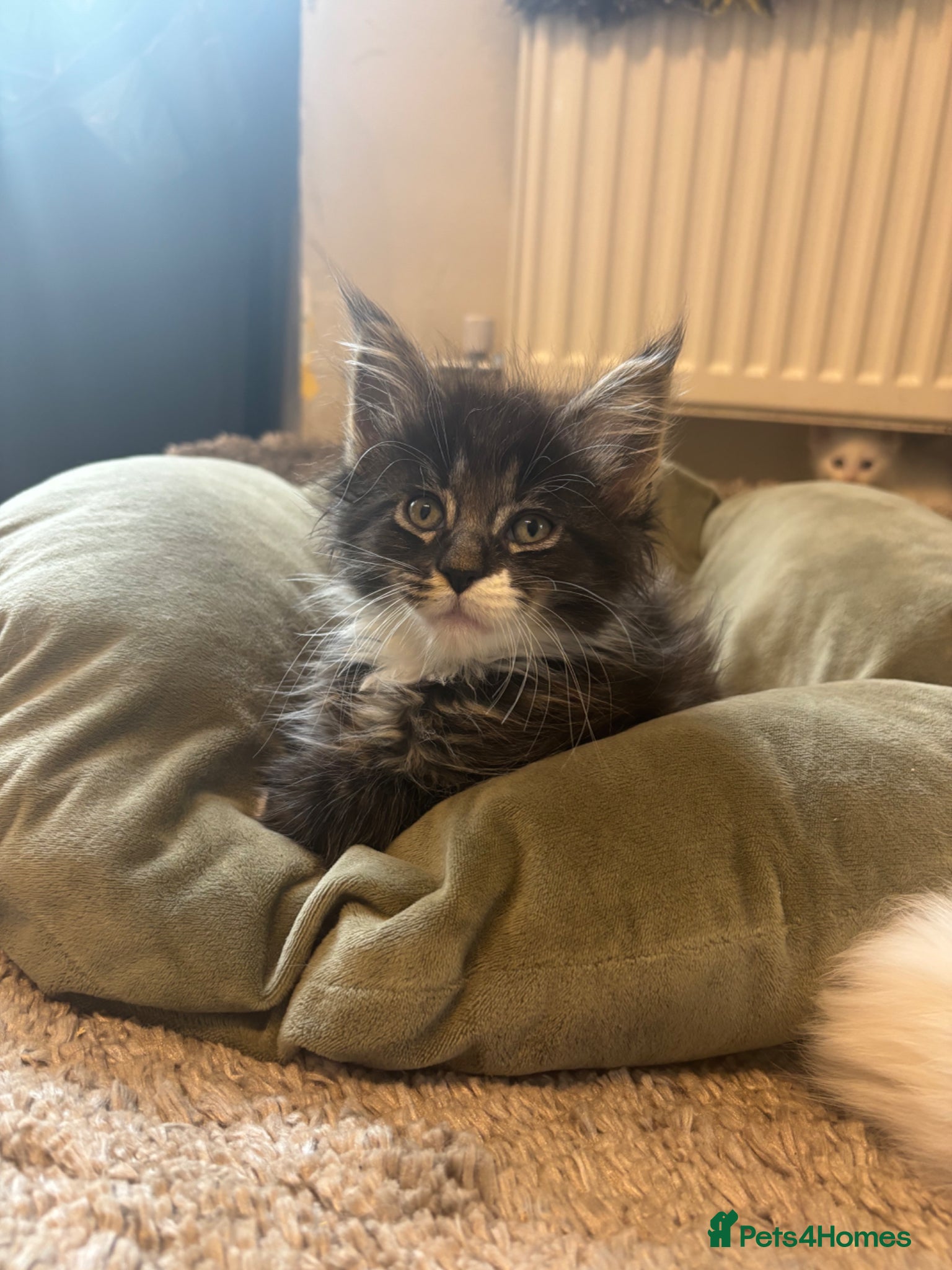 Maine Coon cats for sale: Maine coon kittens for sale. Some polydactyl.  in Trimdon Station - Advert 13