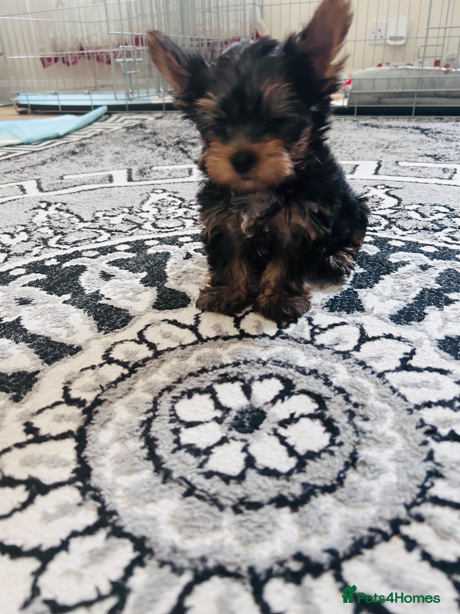 Yorkshire Terrier dogs Yorkshire Terrier puppiers - Advert 2