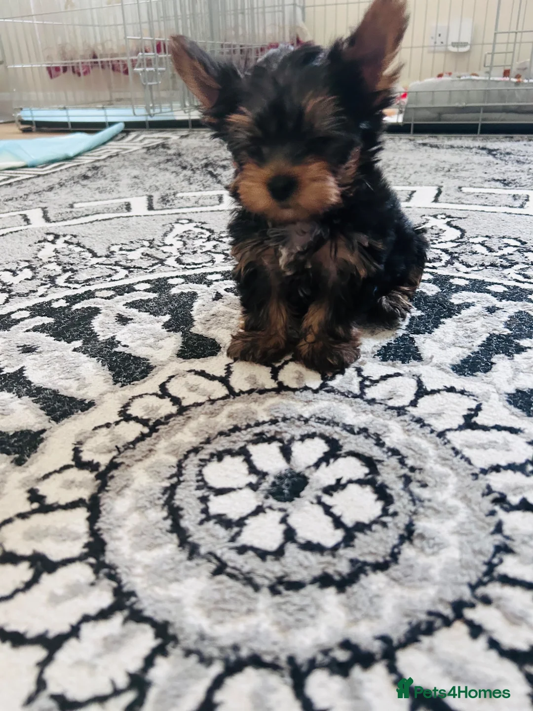 Yorkshire Terrier dogs for sale: Yorkshire Terrier puppiers - Advert 1