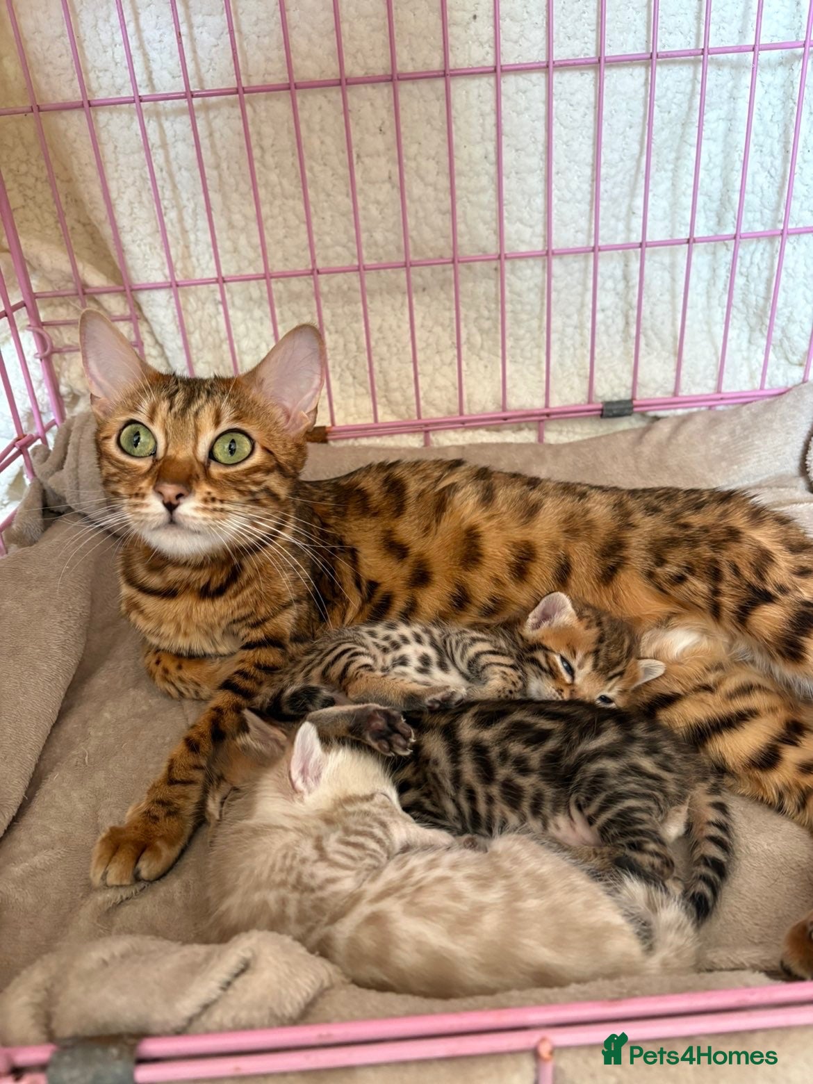 Bengal cats for sale: Gorgeous female bengal  - Advert 2