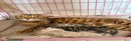 Bengal cats for sale: Gorgeous female bengal  - Advert 1