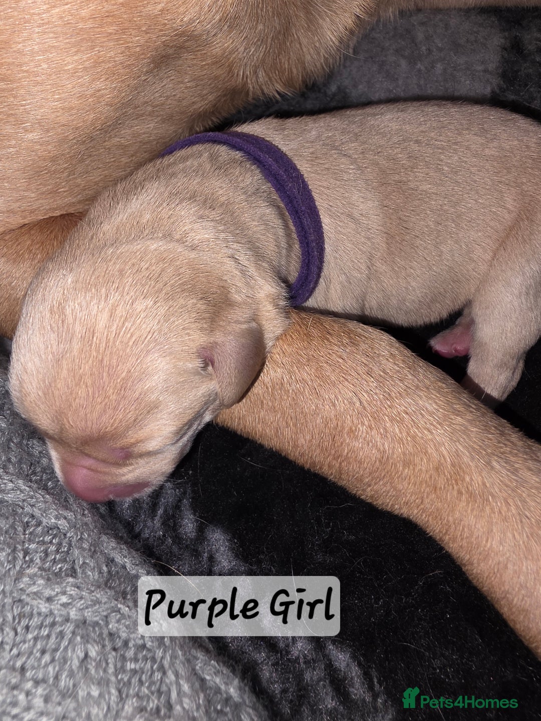 Labrador Retriever dogs for sale: Gorgeous Labrador puppies - Advert 20