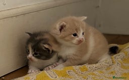 Maine Coon cats for sale: Beautiful Maine Coon X kittens - Image 2