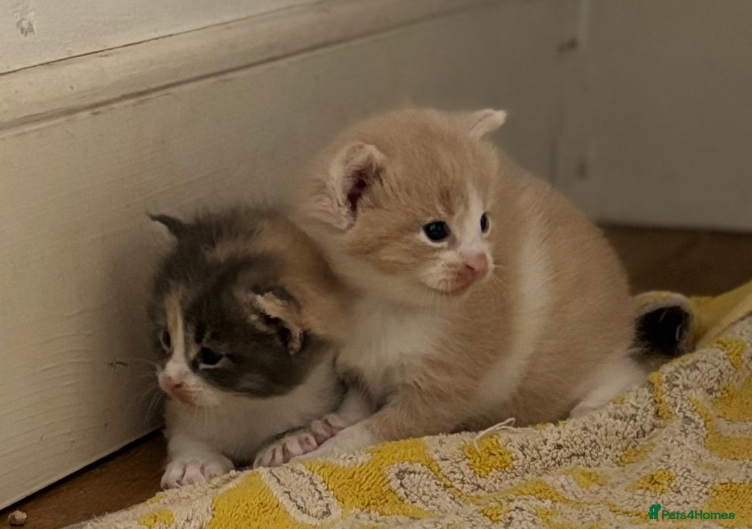 Maine Coon cats for sale: Beautiful Maine Coon X kittens - Image 2