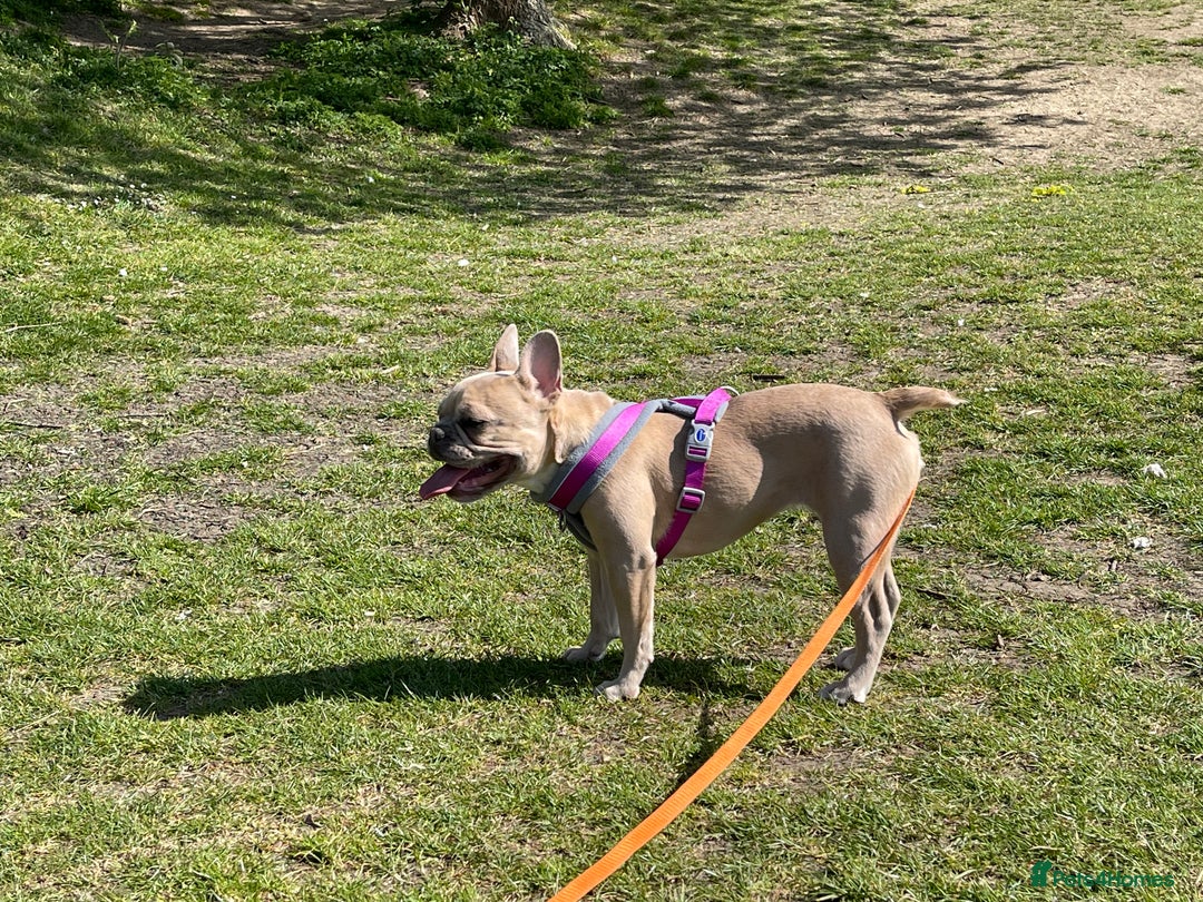 French Bulldog dogs for sale: Female Lilac Fawn  - Advert 4