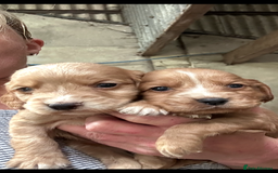 Cocker Spaniel dogs for sale: Kc reg cocker pups . Ready 15 th August  - Image 1
