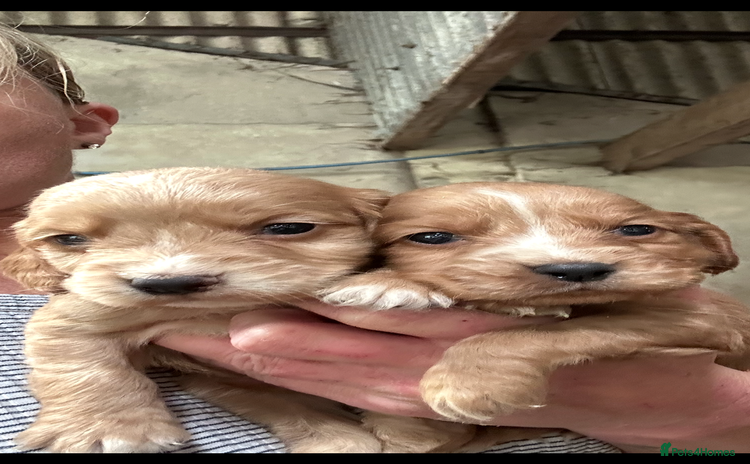 Cocker Spaniel dogs - Advert 1
