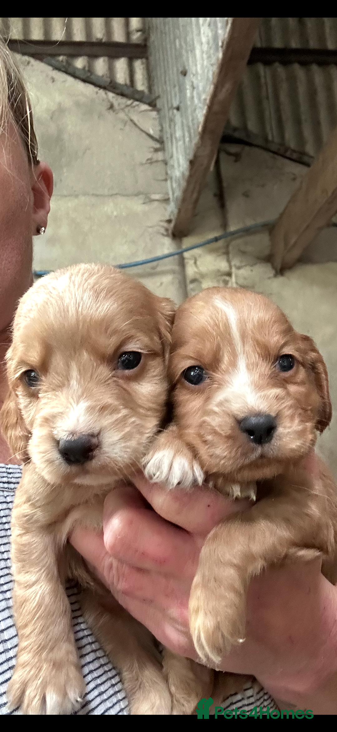 Cocker Spaniel dogs for sale: Kc reg cocker pups . Ready 15 th August  - Image 1