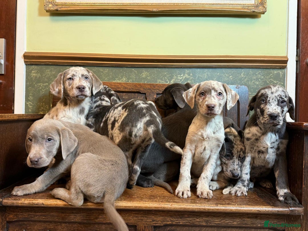 Labrador Retriever dogs for sale: Merle, Silver and Charcoal Labrador Puppies  - Image 4