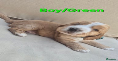 Cocker Spaniel dogs - Advert 10